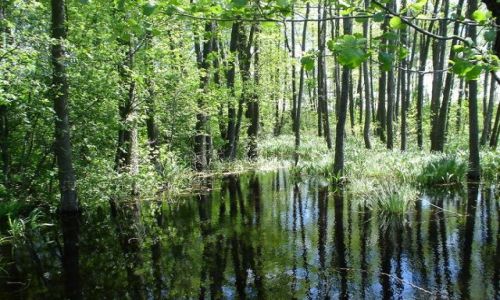 Zdjęcie POLSKA / Polesie Lubelskie / Sobiborski Park Krajobrazowy / Teren podmokły