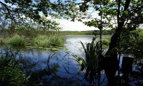 Zdjęcie POLSKA / Polesie Lubelskie / Sobiborski Park Krajobrazowy / Jezioro Wspólne