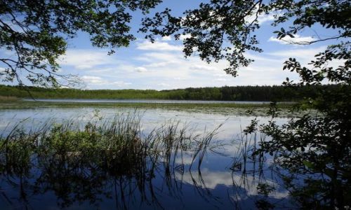 Zdjecie POLSKA / Polesie Lubelskie / Sobiborski Park Krajobrazowy / Jezioro Wspólne
