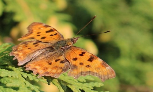 Zdjęcie POLSKA / Wielkopolska / ogród / Rusałka ceik
