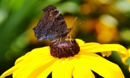 Zdjęcie POLSKA / mazowieckie / ... / Makro świat na wyciągnięcie ręki