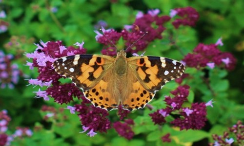 Zdjęcie POLSKA / Wielkopolska / ogród / Rusałka osetnik