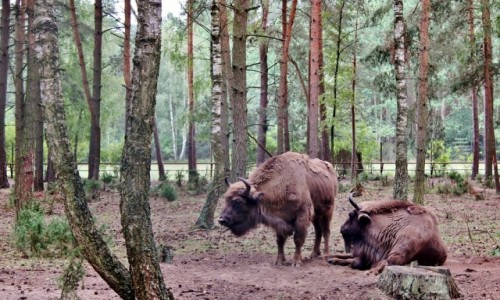 Zdjecie POLSKA / wojewdztwo podlaskie / Kiermusy / Co dwa ubry to nie jeden