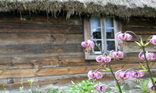 Zdjecie POLSKA / Podlasie / Wasilkw / Pozdrowienia z Podlasia
