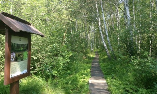Zdjęcie POLSKA / Lubelszczyzna / PPN / Poleski Park Narodowy.