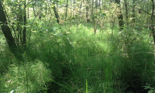 Zdjęcie POLSKA / Lubelszczyzna / PPN / Poleski Park Narodowy.