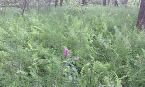 Zdjęcie POLSKA / Lubelszczyzna / PPN / Poleski Park Narodowy.