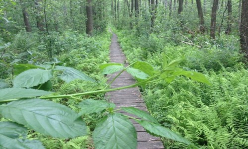 Zdjęcie POLSKA / Lubelszczyzna / PPN / Poleski Park Narodowy.