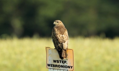 Zdjcie POLSKA / - / Gogolin / stranik
