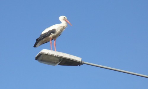 Zdjcie POLSKA / pomorskie / Ciechocino / Dobry punkt obserwacyjny, na hodowl pstrgw