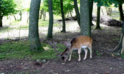 Zdjęcie POLSKA / pomorskie / Lisewo / Daniel w przydworskim mini zoo