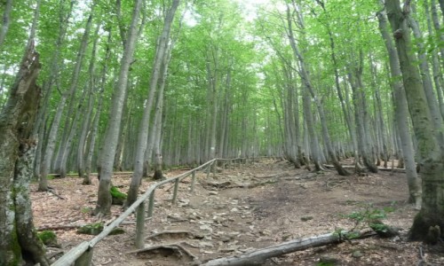 Zdjecie POLSKA / - / Bieszczady / W drodze