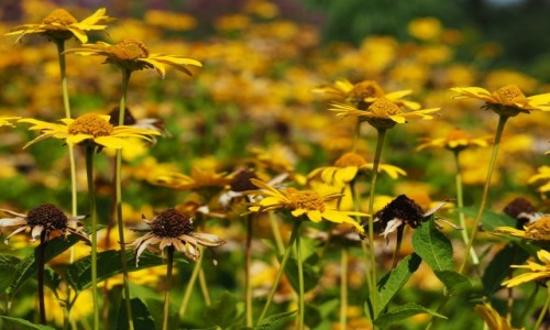 Zdjęcie POLSKA / Mazowieckie / Powsin/Warszawa / Koniec lata