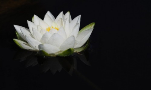 Zdjęcie POLSKA / Mazowieckie / Powsin/Warszawa / Lilia