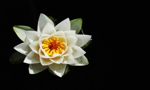 Zdjęcie POLSKA / Mazowieckie / Powsin/Warszawa / Lilia