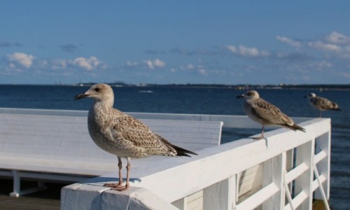 Zdjęcie POLSKA / Pomorze / Molo w Sopocie / Molowy tercecik