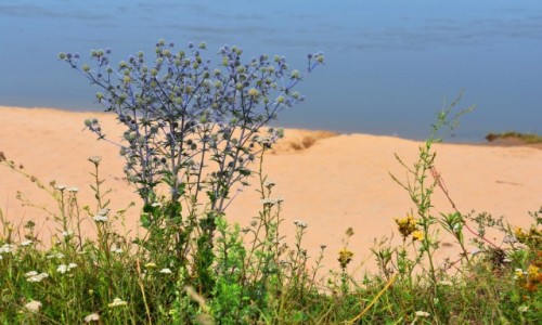 Zdjęcie POLSKA / woj.lubelskie / okolice Dęblina / Nad brzegiem rzeki 2