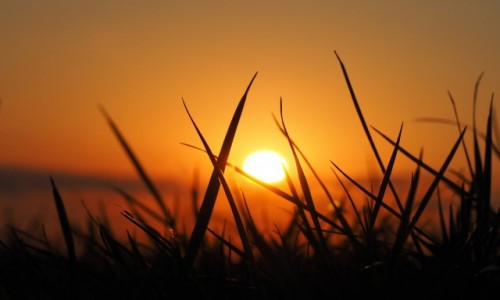 Zdjęcie POLSKA / Mazowieckie / okolice Otwocka / Zachód na łące