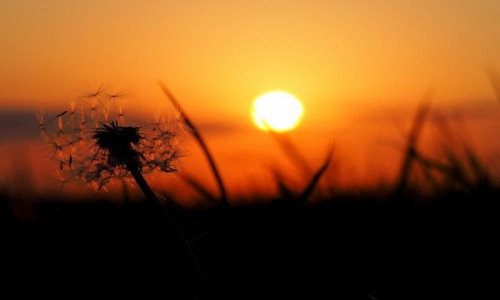 Zdjęcie POLSKA / Mazowieckie / okolice Otwocka / Dmuchawiec