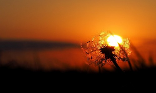 Zdjęcie POLSKA / Mazowieckie / okolice Otwocka / Łapiąc zachodzace słońce