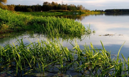 Zdjcie POLSKA / Podlasie / Drohiczyn / Nad Bugiem