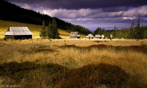 Zdjcie POLSKA / Zakopane /  Polana Kopieniec / Drog przez Dolin Olczysk