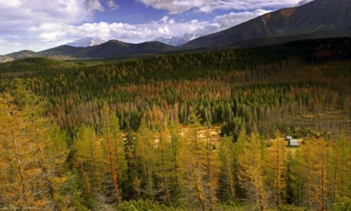 Zdjcie POLSKA / Zakopane /  Polana Olczyska / Zabytkowe szaasy pasterskie