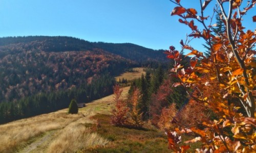 Zdjecie POLSKA / Gorce / w drodze na Kudo / jesie w Gorcach