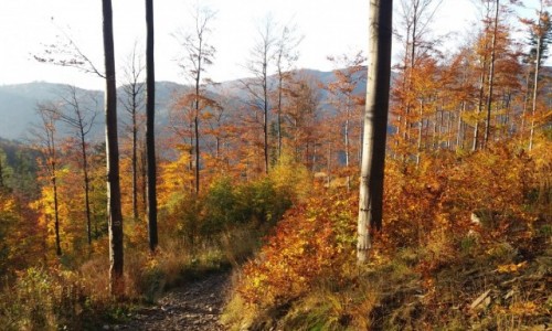 Zdjęcie POLSKA / Beskid Śląski / Na zielonym szlaku ze Skrzycznego   / Jesień w górach