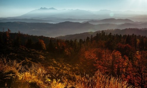 Zdjecie POLSKA / Beskid Sdecki / Rogacz / Beskidzka jesie