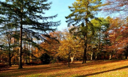 Zdjecie POLSKA / dolnolaskie / Ldek Zdrj / Jesie idzie przez park