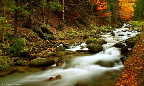 Zdjecie POLSKA / Zakopane / Tatrzaski Park Narodowy / Szum grskiego potoku