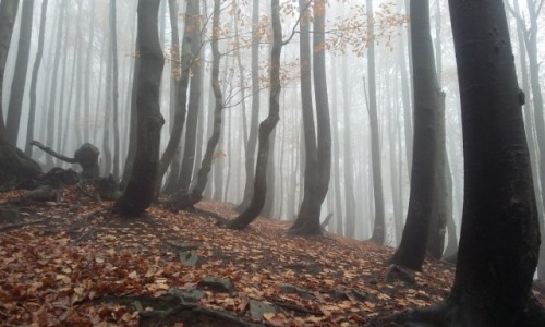 Zdjecie POLSKA / Bieszczady / Szlak na Rawki / magiczny las