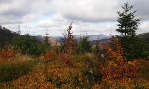 Zdjecie POLSKA / Beskid lski / W drodze na Skrzyczne / Jesie w grach