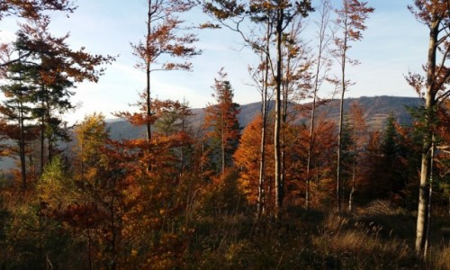 Zdjecie POLSKA / Beskid lski / Na szlaku na Skrzyczne / Jesie w grach