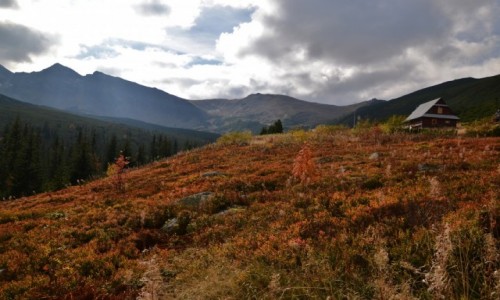 Zdjecie POLSKA / Tatry Wysokie / Dolina Gsienicowa / Krlowe Rwienki