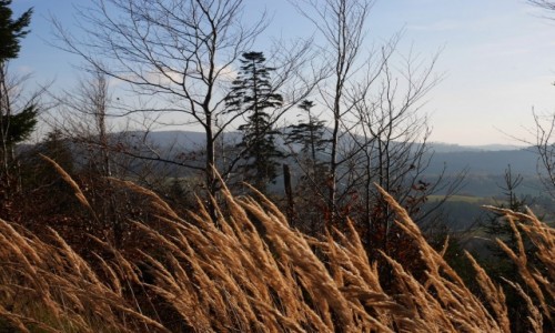 Zdjęcie POLSKA / Beskid Żywiecki / Okolice Zwardonia / Jesienne trawy