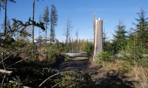 Zdjęcie POLSKA / Beskid Żywiecki / Okolice Zwardonia / Połamane drzewa na szlaku