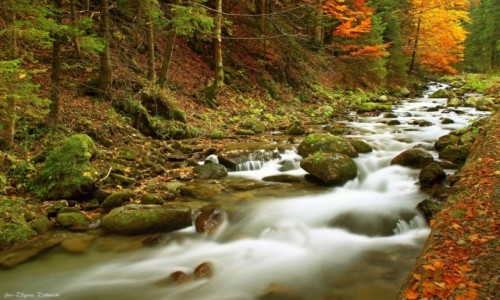 Zdjcie POLSKA / Zakopane / Tatrzaski Park Narodowy / Jesie- najpikniejsza pora roku!