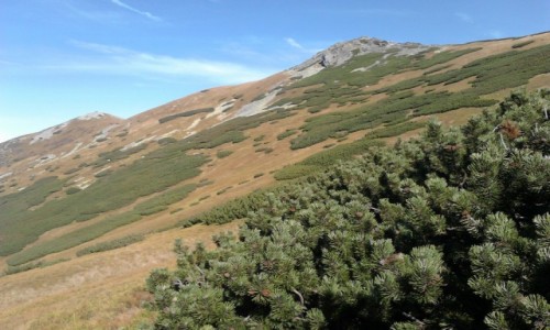 Zdjecie POLSKA / Tatry Zachodnie / Dolina Starorobociaska / Ornak