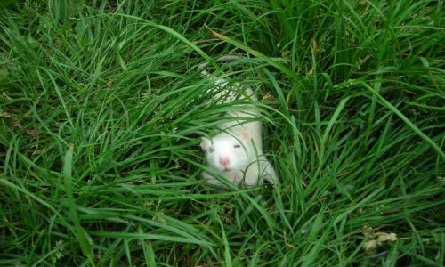 Zdjecie POLSKA / toru / zamek dybowski / rat explorer