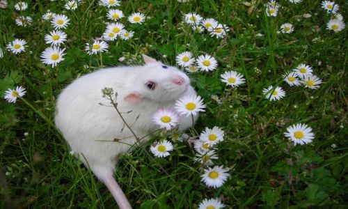Zdjecie POLSKA / brak / toru / stok-rat-ki na pikniku