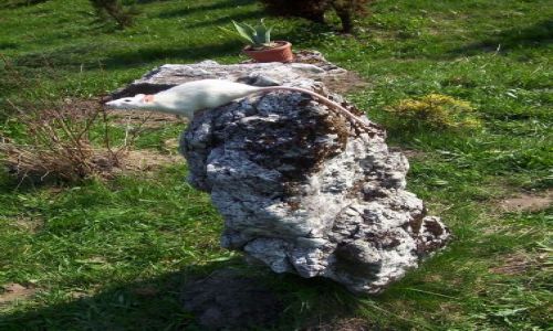 Zdjecie POLSKA / brak / jura krakowsko-czstochowska / skalniak