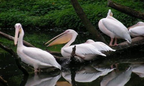 Zdjecie POLSKA / opolskie / Opole / Pelikany w opolskim ZOO