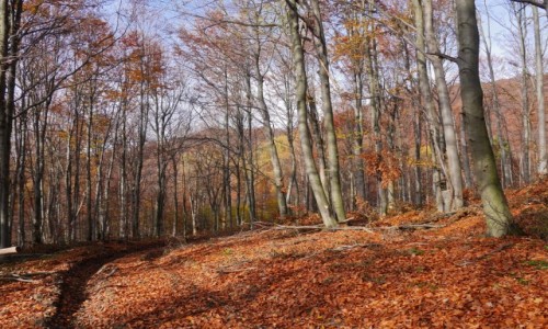 Zdj�cie POLSKA / wojew�dztwo podkarpackie / Bieszczady / jesieni� g�ry s� najszczersze