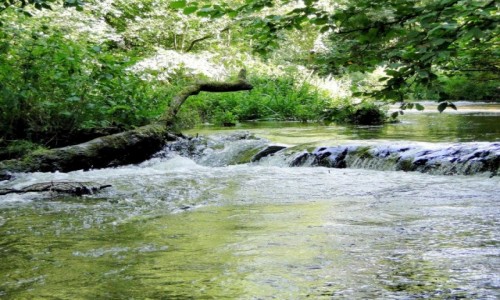 Zdjecie POLSKA / Roztocze / Rezerwat Nad Tanwi / Roztoczaskie klimaty.