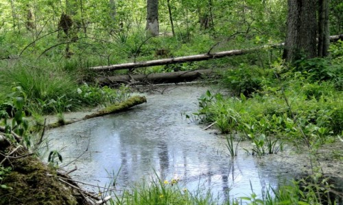 Zdj�cie POLSKA / Podlasie / Rezerwat Przyrody Krzemianka / Podlaskie chaszcze - Puszcza Knyszy�ska