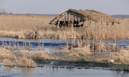 Zdjecie POLSKA / Podlasie / Waniewo / W dolinie Narwi.