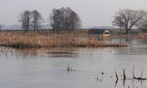 Zdjcie POLSKA / Podlasie / Waniewo / W dolinie Narwi.