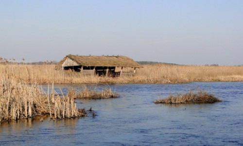 Zdjecie POLSKA / Podlasie / Dolina Narwi. / Podlaskie chaszcze.